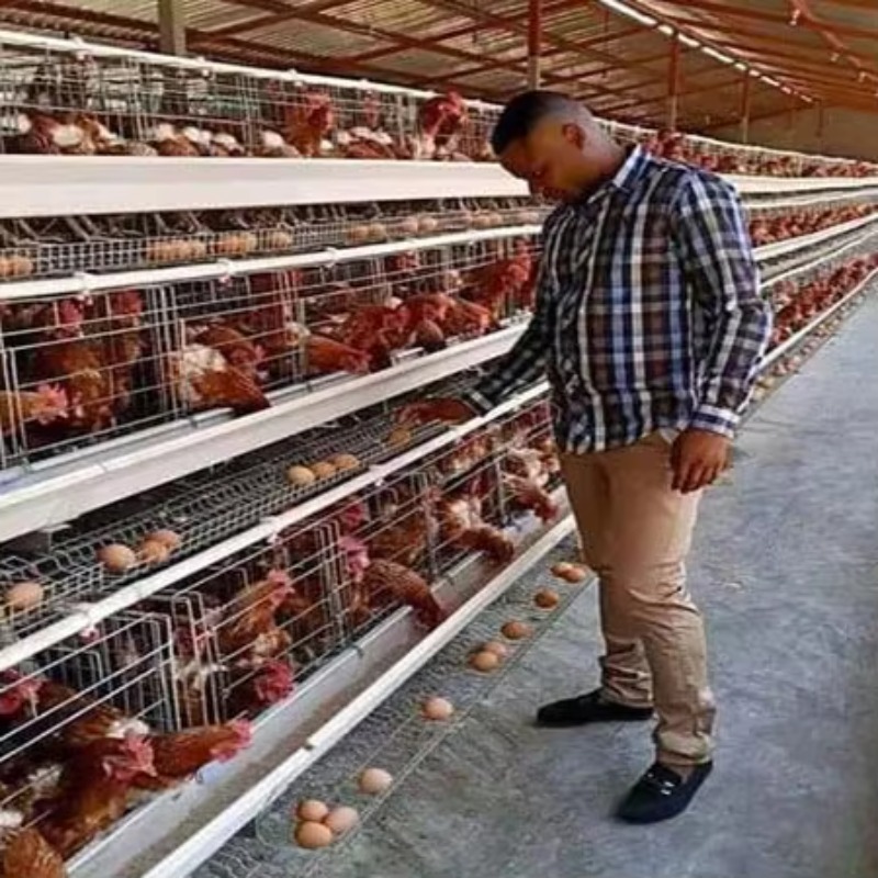 Farming Africa - Günstiger Preis Geflügelfarm 10.000 Hühner Legehennenkäfige