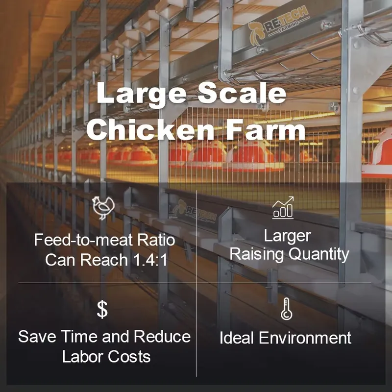 Automatischer H-Typ Broiler-Hü – Farming Africa Bewertung und Preis